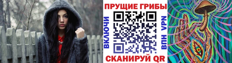 Купить закладки  Сегежа  Псилоцибиновые грибы Cubensis 